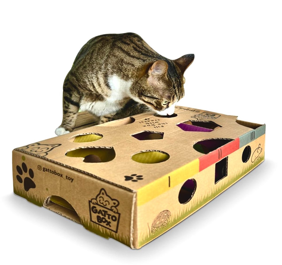 Un gatto tigrato infila il muso in un foro di GattoBox, la scatola di cartone con fori a forma di cuore, cerchio e pentagono